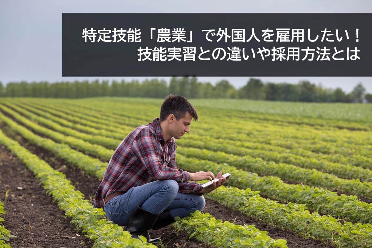 農家が特定技能 農業 で外国人を採用する方法とは 技能実習との違いも解説 外国人採用サポネット マイナビグローバル